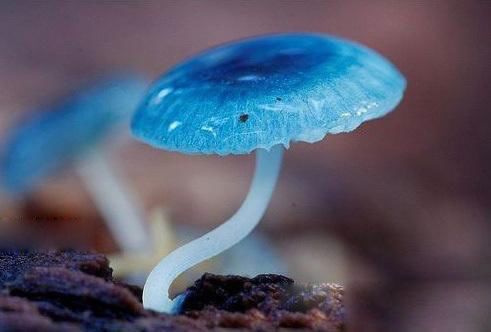 微流控芯片|微流控芯片批量加工