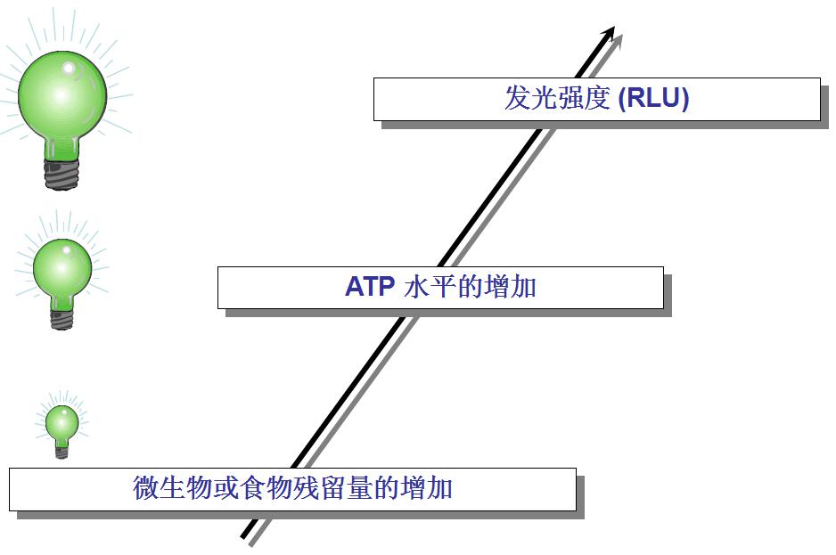 5.ATP與食物和微生物的關(guān)系