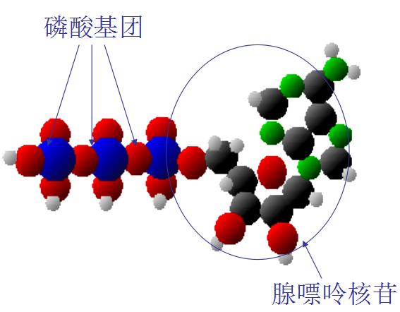 ATP熒光檢測(cè)儀原理及應(yīng)用
