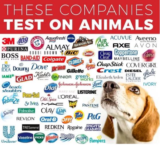 全球藥物研發(fā)在動物身上測試圖