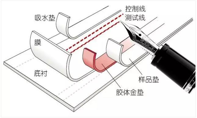 圖2 免疫層析產(chǎn)品的制造過程
