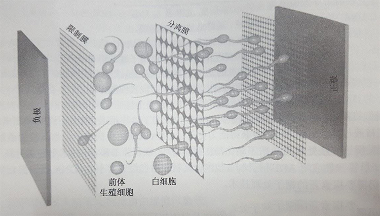精子優(yōu)選