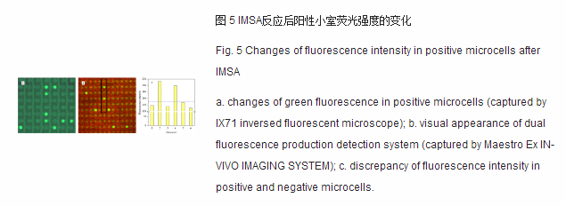 imsa反應(yīng)后陽性下室熒光強度的變化