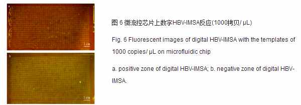 微流控芯片上數(shù)字HBV-IMSA反應(yīng)