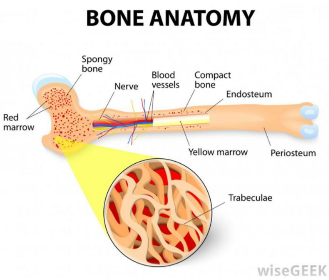 骨髓芯片 Bone marrow–on–a–chip-骨髓造血干細(xì)胞的體外生物生理學(xué)