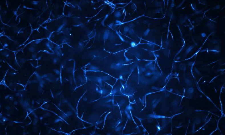 人體血管系統(tǒng)生長在生物芯片上。圖片來源：維也納科技大學(xué)