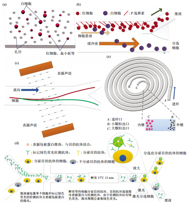 圖3無(wú)標(biāo)簽細(xì)胞分離方法芯片結(jié)構(gòu)示意圖(a)小孔徑攔截酯膜電鏡圖。(b)非對(duì)稱流系統(tǒng)細(xì)胞分離示意圖。(c)斜角表面聲波技術(shù)細(xì)胞分離。(d)微液滴細(xì)胞分選。(e)多路復(fù)用螺旋微流控芯片細(xì)胞分離示意圖
