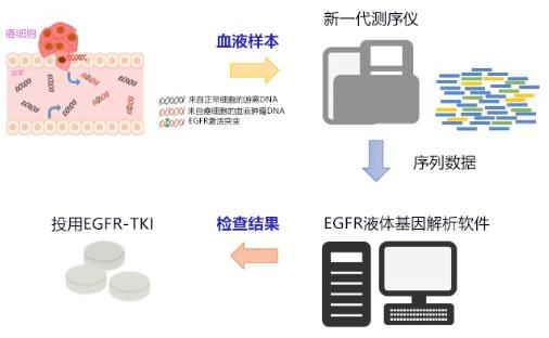 EGFR套件的使用示意圖