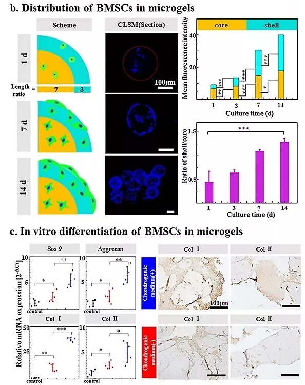 圖4：包載BMSC的Gel-HA微凝膠的體外生物學(xué)表征。
