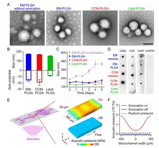 EM-PLGA NPs