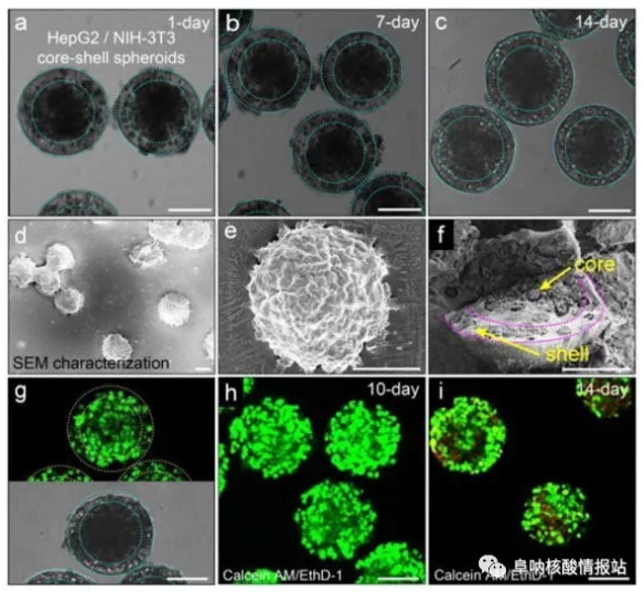圖片5.png 圖4 在核-殼球體中共培養(yǎng)肝細(xì)胞和成纖維細(xì)胞。a-c) 肝細(xì)胞在核心和殼中的成纖維細(xì)胞分別共培養(yǎng)1天，7天和14天。隨著時間的推移，保持其球形形態(tài)。d-e)SEM圖像。f) 在核-殼結(jié)構(gòu)中空間受限的細(xì)胞集合。g）在-80℃下凍兩周然后在37℃下融化之后，封裝在球狀體中的細(xì)胞的高存活力。h）封裝在球體中的細(xì)胞共培養(yǎng)10天顯示出高細(xì)胞活力。i）培養(yǎng)14天的細(xì)胞的活力略有下降。
