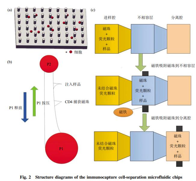 圖2免疫捕獲細胞分離芯片結(jié)構(gòu)示意圖