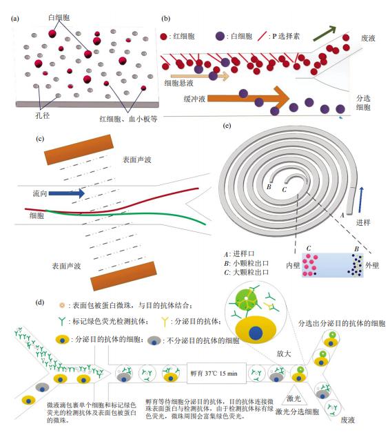 圖3無標簽細胞分離方法芯片結(jié)構(gòu)示意圖