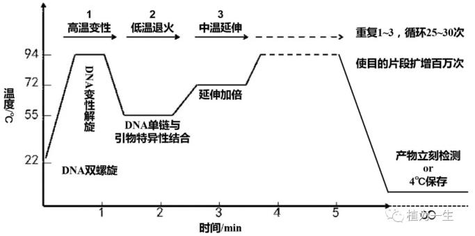 目的基因的擴(kuò)增：PCR原理與過程